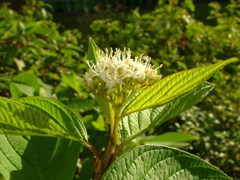 Svíb biely "FLAVIRAMEA" 10l