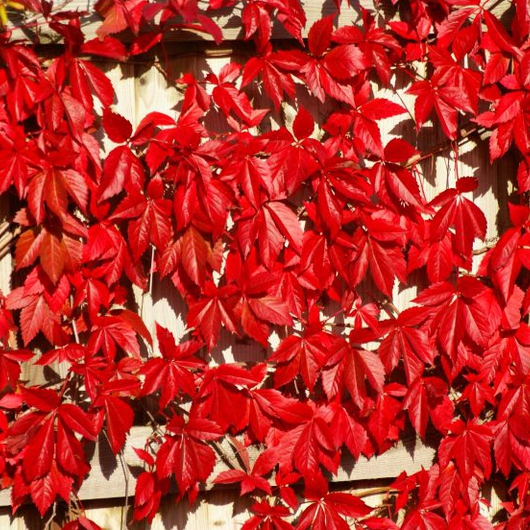 Pavinič  päťlaločný ´Engelmannii´ 2L