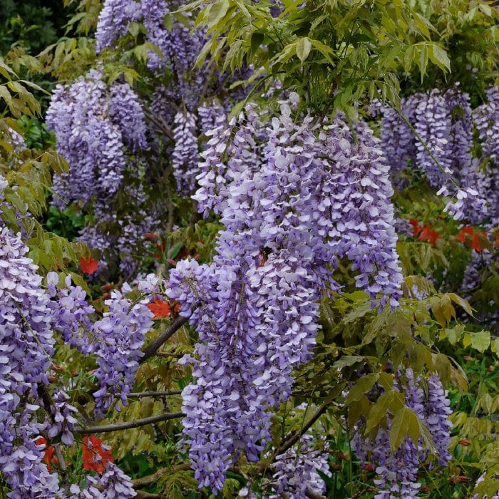 Vistéria čínska ´Caroline´