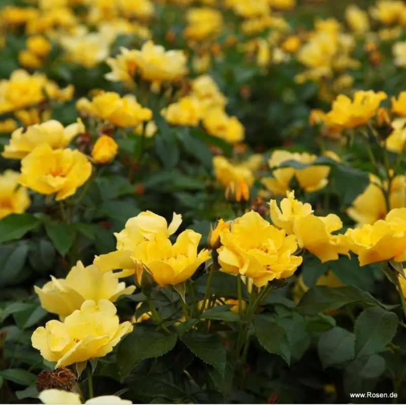 Ruža ´Lemon Fizz´