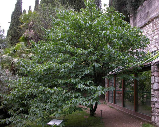 Asimina trojlaločná ´Overleese´ - Banán Severu