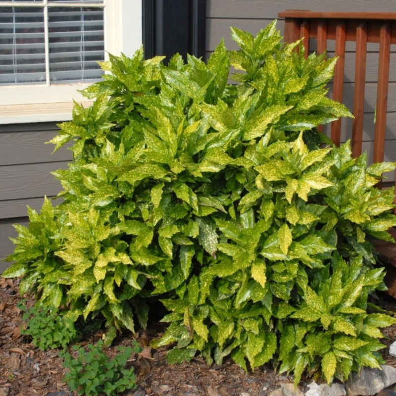 Aukuba japonská ´Sulphurea Marginata´