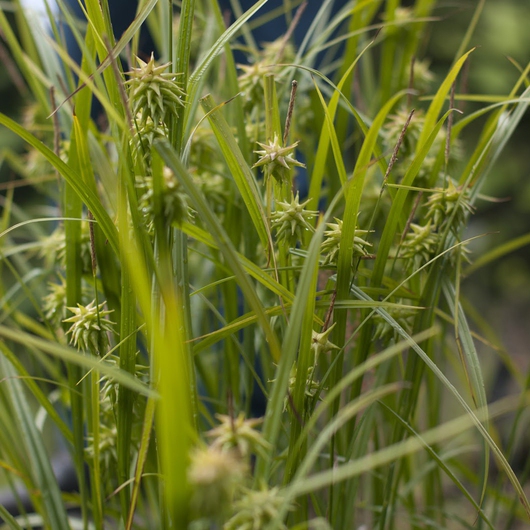 Ostrica "Gray´s sedge"