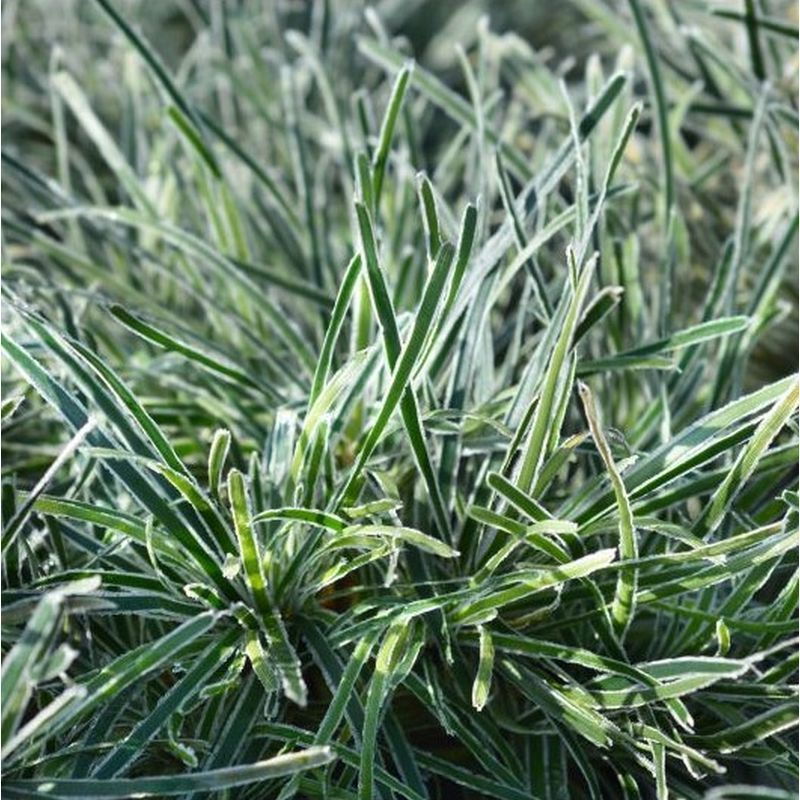 Ficínia ´Ice Crystal´