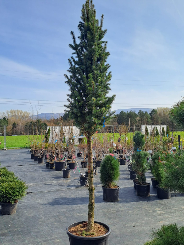 Smrek pichľavý ´Iseli Fastigiate´ na kmienku