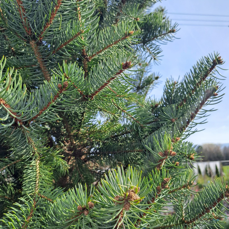 Smrek pichľavý ´Iseli Fastigiate´ na kmienku