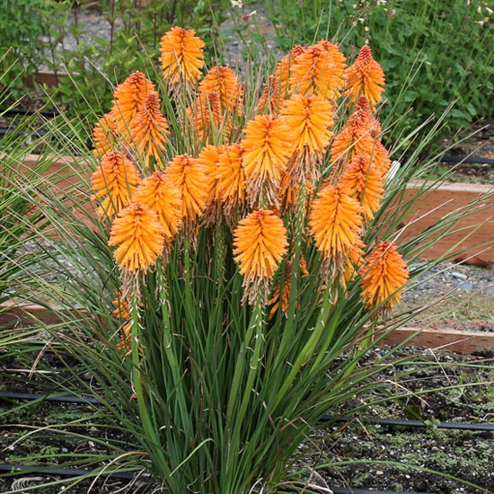 Fakľovka  ’Poco Orange’