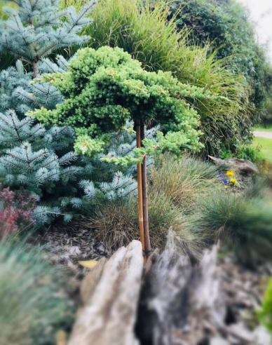 Borievka poliehavá ´Nana´ na kmienku