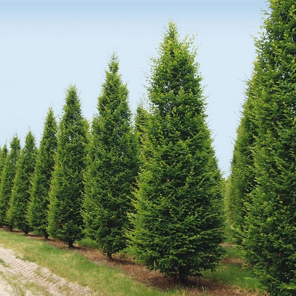 Hrab obyčajný ´Pyramidalis´