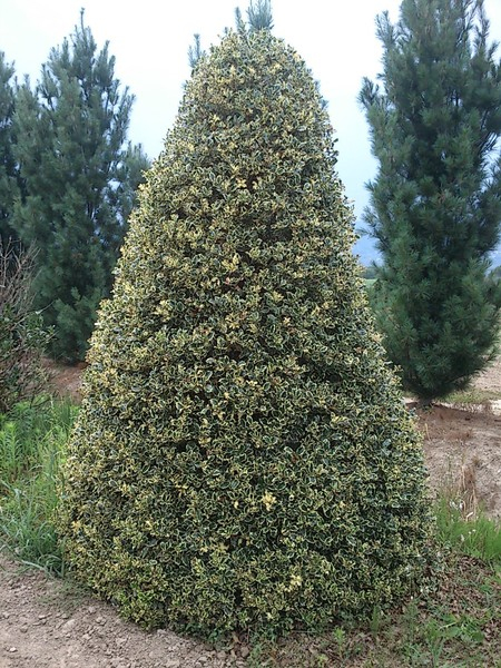 Cezmína ostrolistá ´Variegatum Cono´