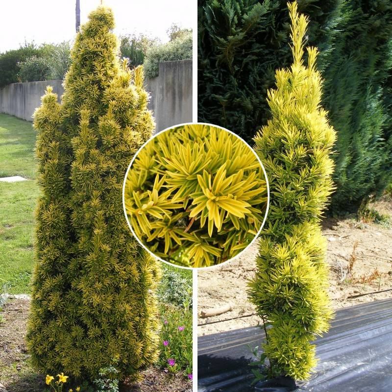 Tis obyčajný ´Aurea´