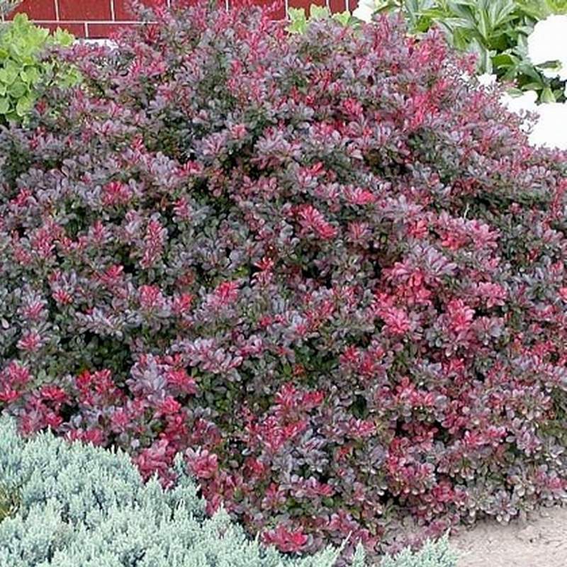 Dráč Thunbergov ´Atropurpurea Nana´