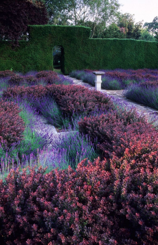 Dráč Thunbergov ´Atropurpurea Nana´