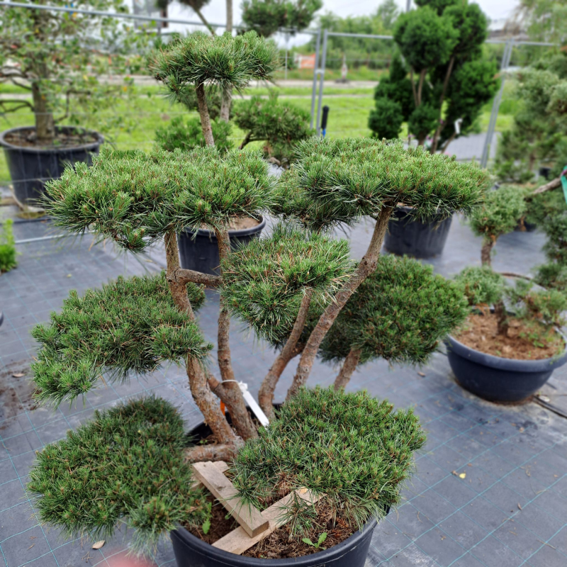 Borovica lesná ´Watererii´ Bonsaj 125/150cm