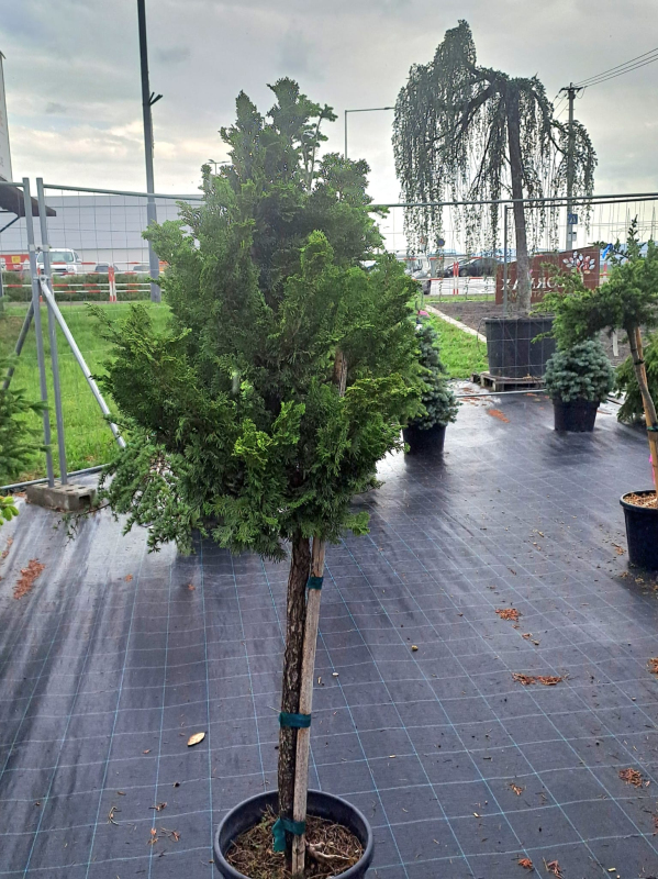 Cypruštek tupolistý ´Nana Gracilis´ na kmienku