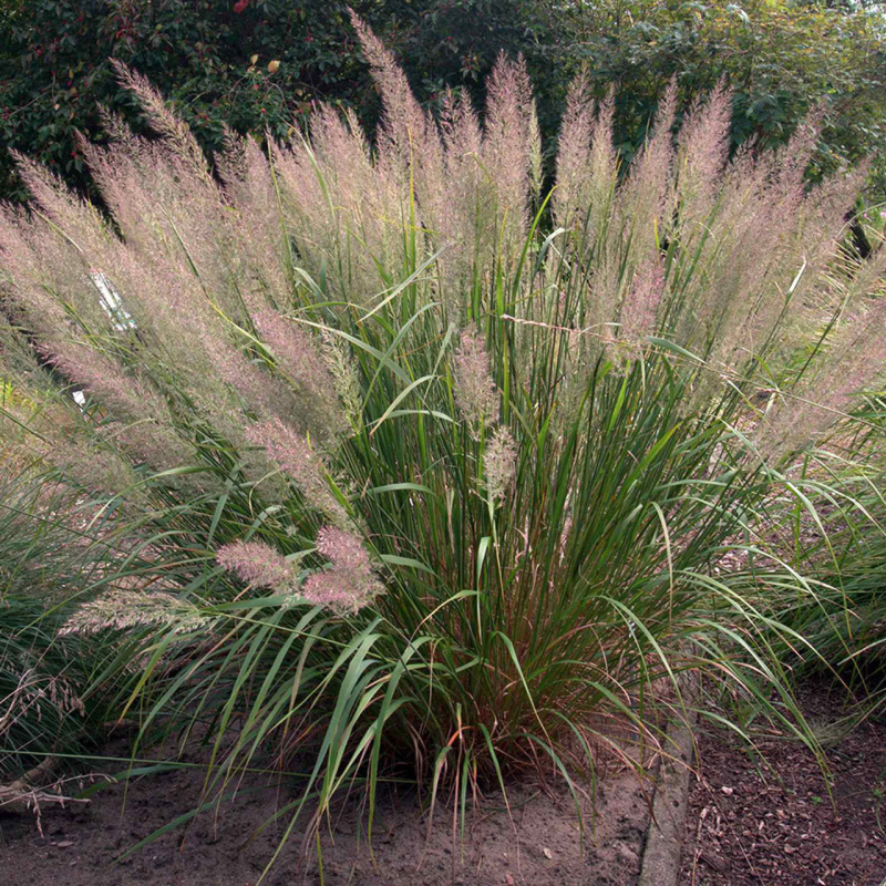 Smlz - Calamagrostis brachytricha