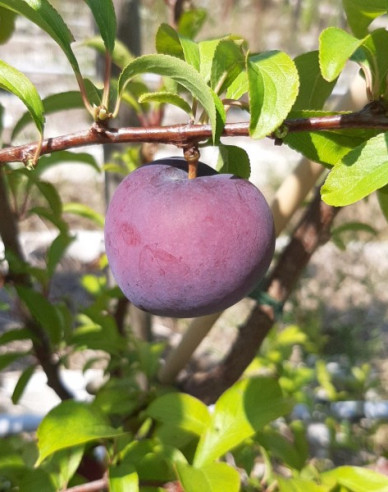 Slivka japonská ´Friar´, podp. Myrobalán, kont.5l