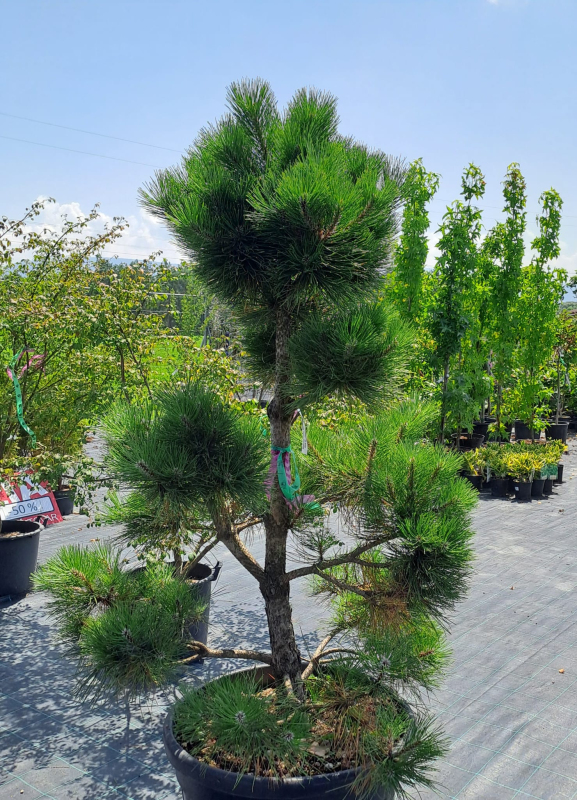 Borovica čierna ´Bonsaj´