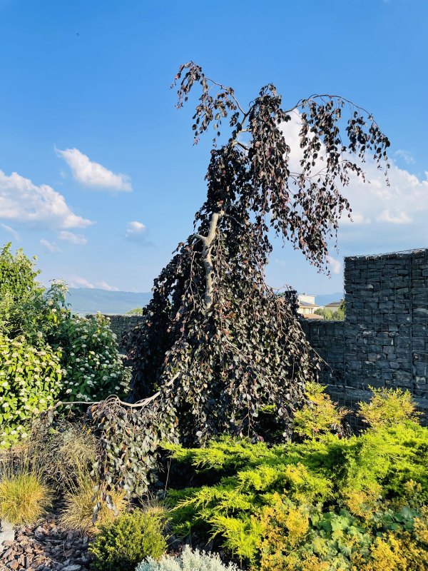 Buk lesný "Purple Fontaine"