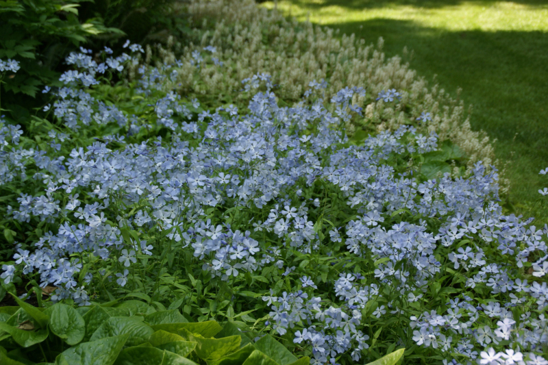 Flox rozložitý ´Clouds of Perfume´