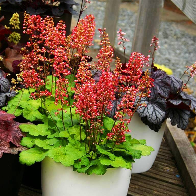 Heuchera  ´Little Cutie Sweet Tart´