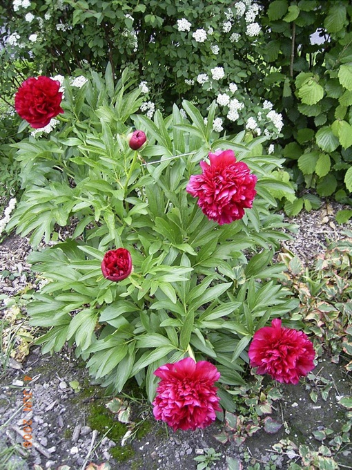 Pivonka čínska ´Karl Rosenfield’´