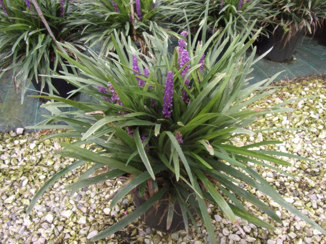 Liriopa modrincová ´Purple Passion´