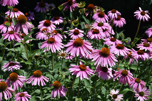 Echinacea purpurea ’Magnus’