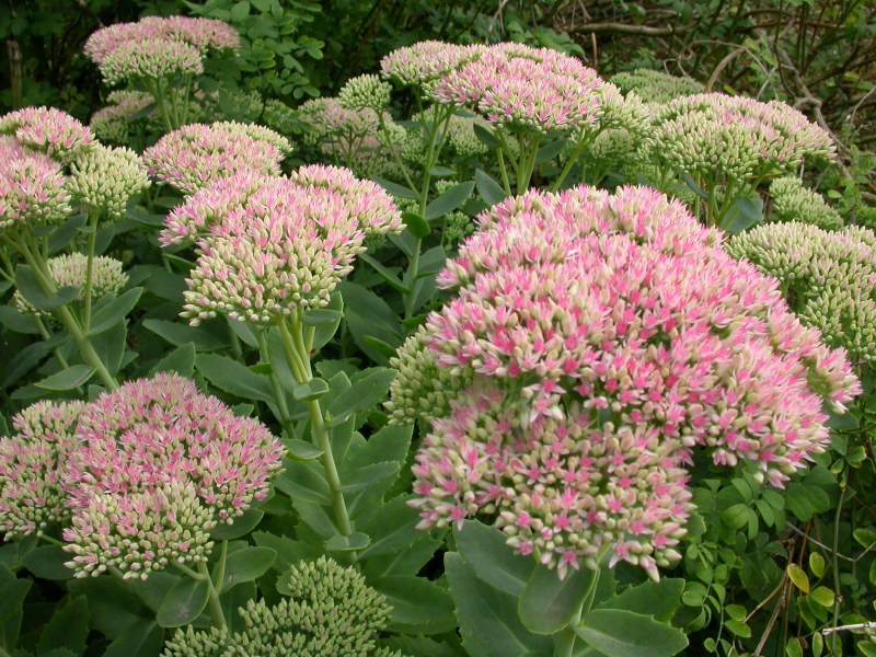 Rozchodník nádherný  ’Herbstfreude’