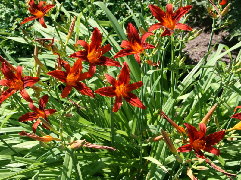 Ľaliovka ´Crimson Pirate´