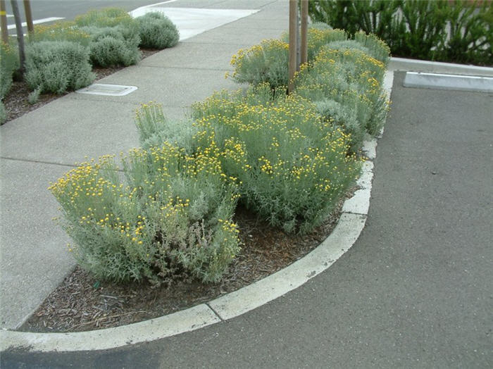 Santolina - Svätolína cyprusovitá