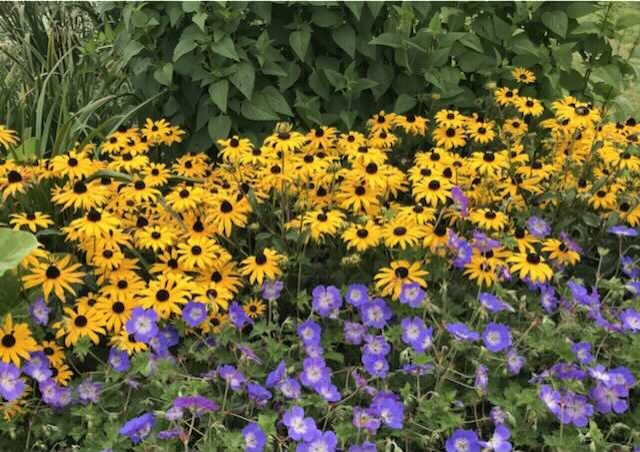 Rudbekia ´Goldsturm´ 9x9