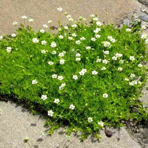 Machovička šidlovitá ´Supreme´