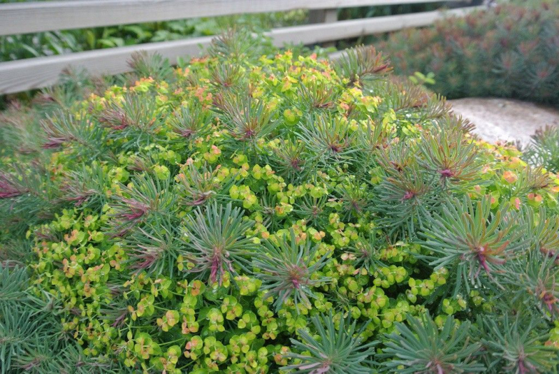 Mliečnik cyparissias ’Fens Ruby’