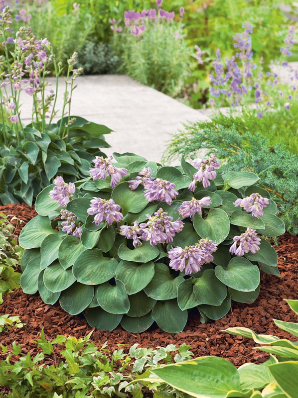 Hosta "Blue Mouse Ears"