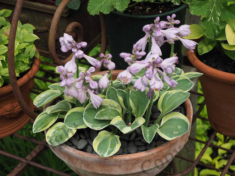 Hosta "Blue Mouse Ears"