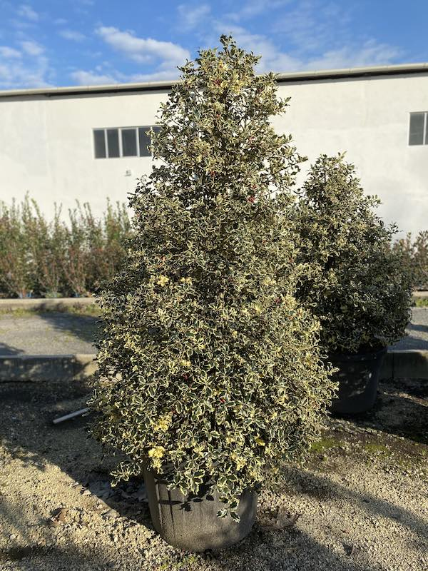 Cezmína ostrolistá ´Variegatum Cono´