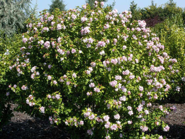 Ibištek sýrsky ´Lady Stanley´