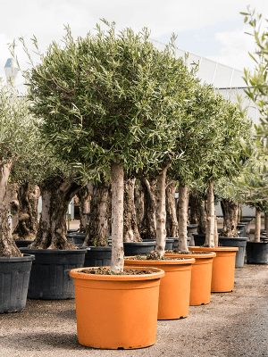 Olivovník európsky