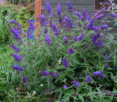 Budleja davidii ’Empire Blue´