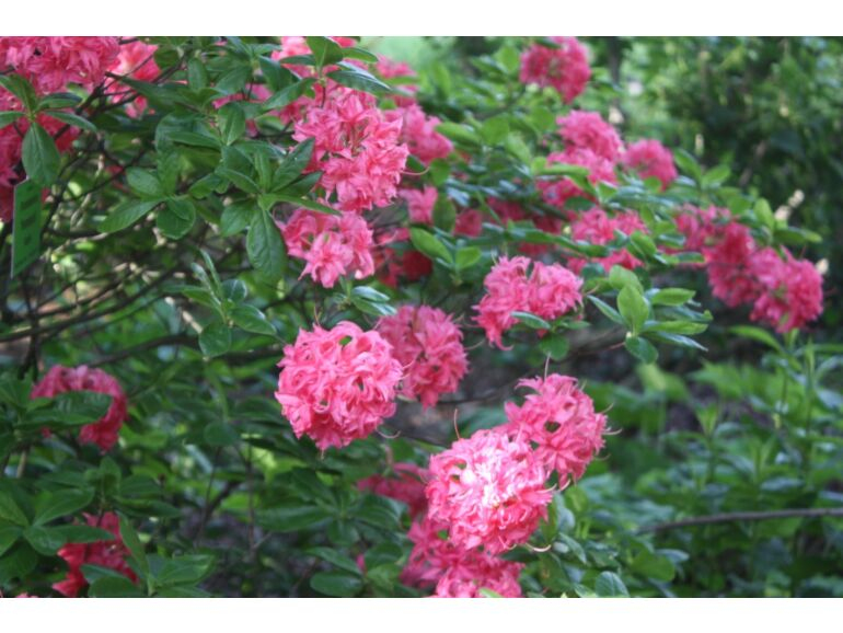 Azalka veľkokvetá "Homebush"
