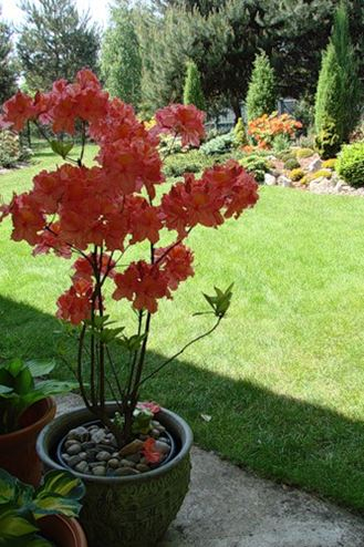 Azalka veľkokvetá ´Juanita´