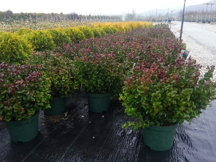 Leukote axillaris ´Curly Red´