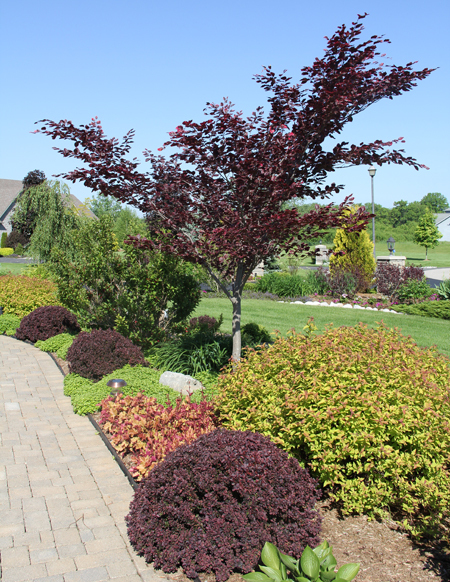 Dráč Thunbergov ´Concorde´