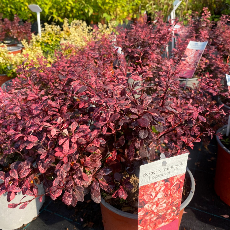 Dráč Thunbergov ´Inspiration´