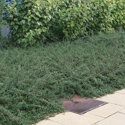 Skalník ’Eichholz’ 9x9