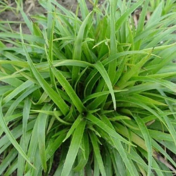 Chlpaňa lesná ´Starmaker´