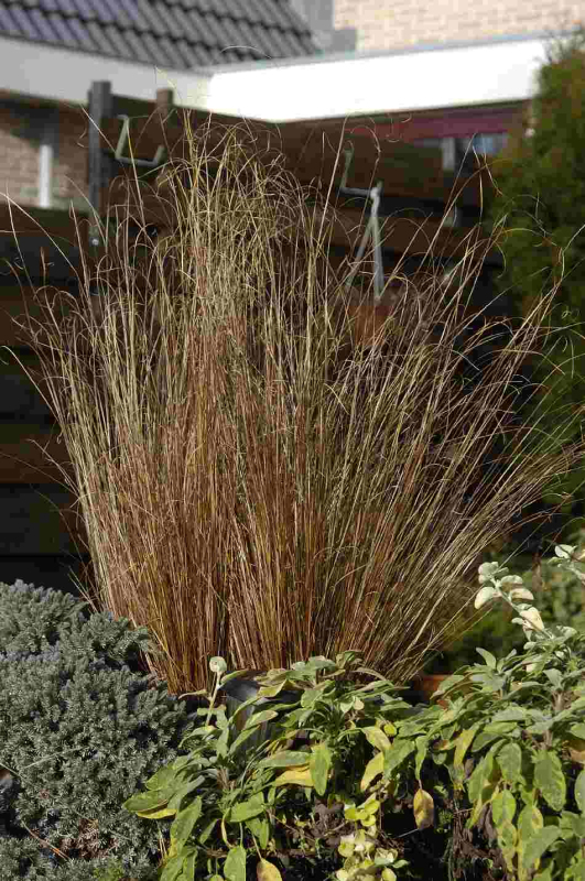 Ostrica ´Red Rooster´