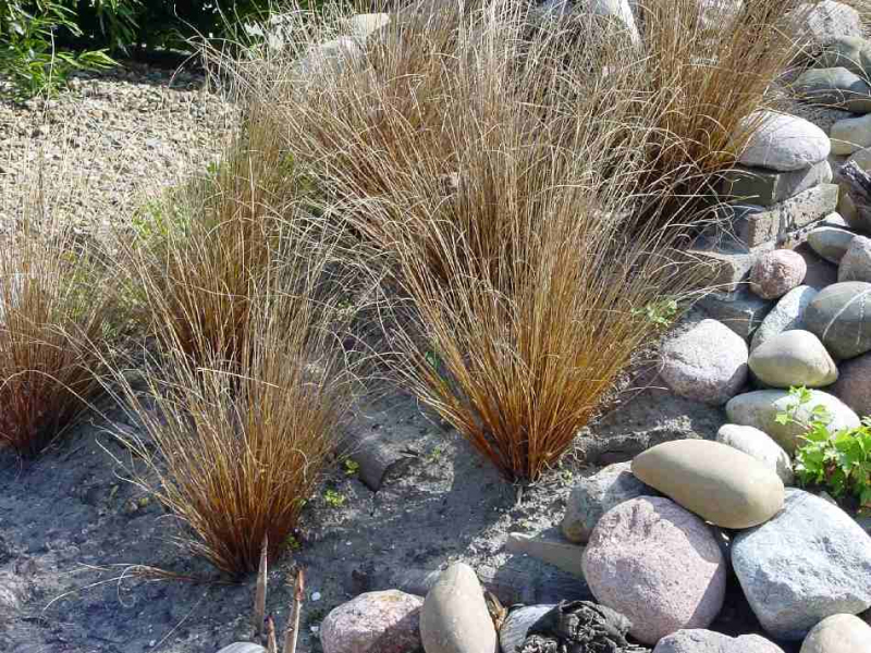 Ostrica ´Red Rooster´