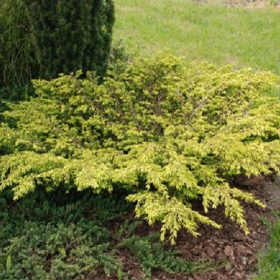 Borievka obyčajná "Goldschatz"